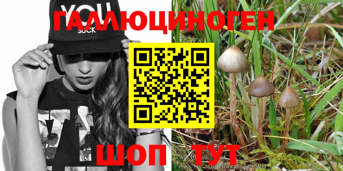 где продают наркотики  Вход с VPN  Владивосток  Псилоцибиновые грибы MAGIC MUSHROOMS 